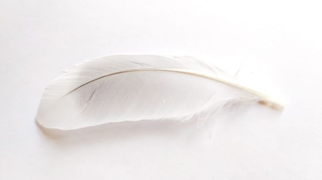 Spiritual Meanings of a White Feather