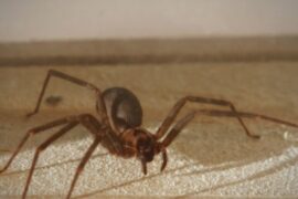 Brown Recluse Spider Spiritual Meaning