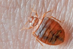 Bed Bugs