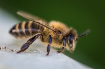 Bee Landing on You