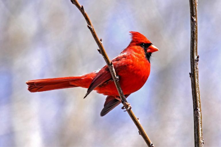 Red Cardinals