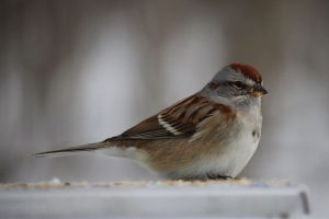 Sparrow