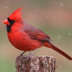 Spiritual Meanings and Symbolism of Cardinal