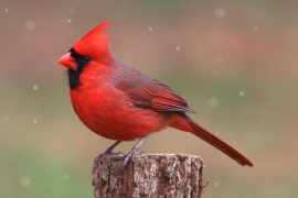 Spiritual Meanings and Symbolism of Cardinal