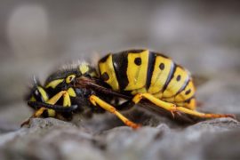 The Spiritual Meanings & Symbolism of Yellow Jacket