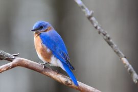 What Does a Bluebird Symbolize