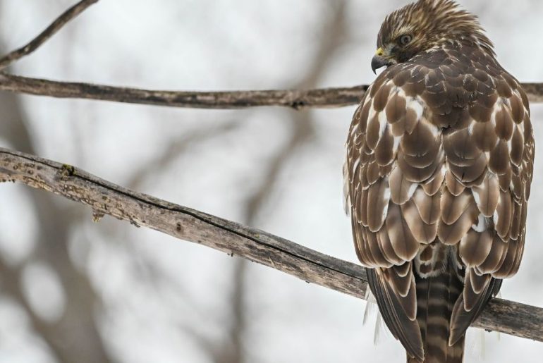 Red Shouldered Hawk Spiritual Meaning