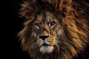 Spiritual Animals that Symbolize Greatness