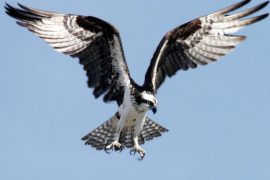 Osprey Spiritual Meaning