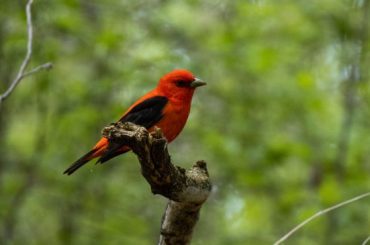 Scarlet Tanager Spiritual Meaning