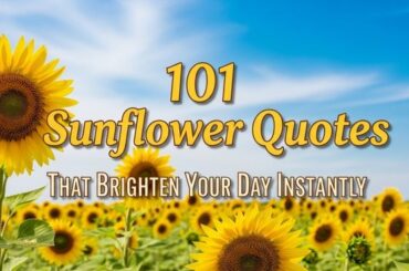 Sunflower Quotes That Brighten Your Day Instantly